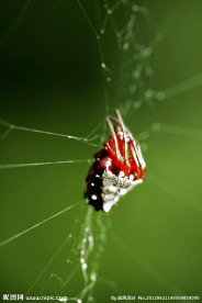 红蜘蛛