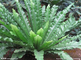 蕨类植物