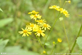 野菊花