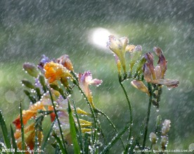 阵雨花朵