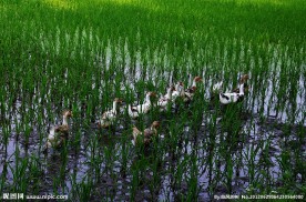 稻田鸭群