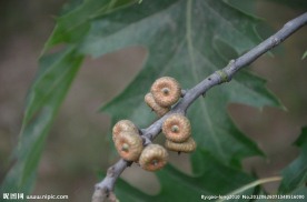 美国红栎树果