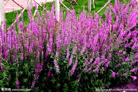 肇源农场 广场花园