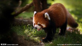 小浣熊