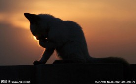 夜幕下的猫