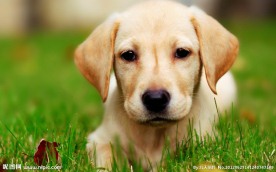 拉布拉多犬