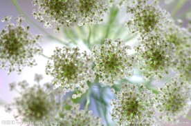 白色小花