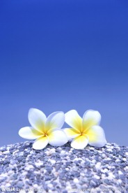 黄色小花