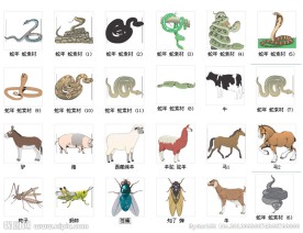 蛇牛马猪驴羊苍蝇知了蚊子 矢量素材