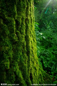 绿色苔藓