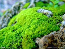 绿色青苔