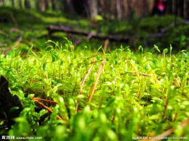 苔藓植物