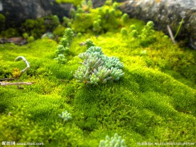 绿色苔藓