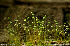 苔藓植物
