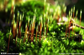 苔藓植物