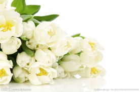 白色唯美郁金香