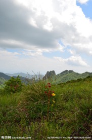 高山草甸