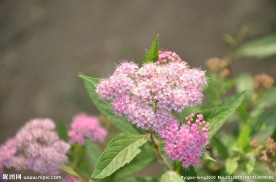 粉花绣线菊