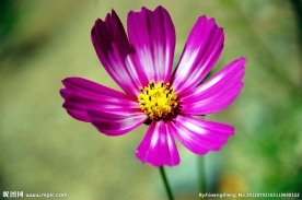 格桑花