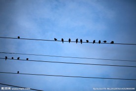 电线 鸟儿