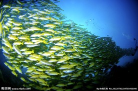 海底鱼群