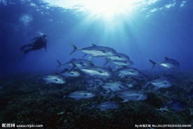 海底鱼群
