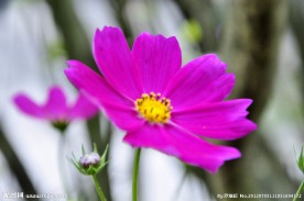 格桑花