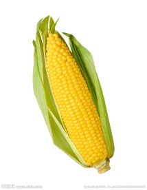 玉米 玉米棒