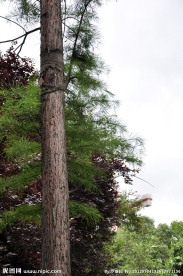 松树