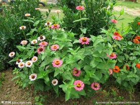 野菊花