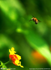蜜蜂摄影
