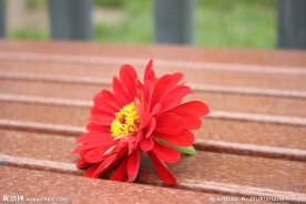 红色小花