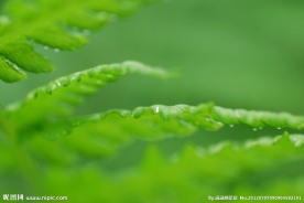 雨后植物