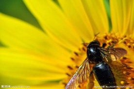蜜蜂采蜂蜜
