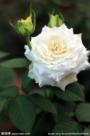 白色玫瑰花