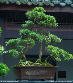 园林盆景