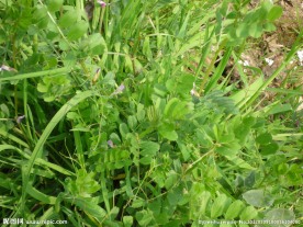 绿色 野草丛 野花