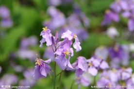 紫花