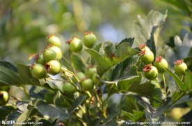 山楂树果