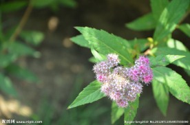 粉花绣线菊