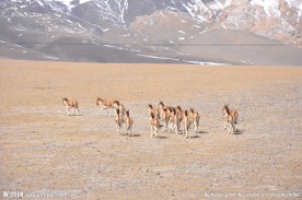 藏野驴