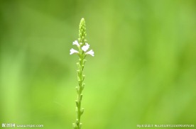 小花