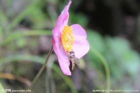 野棉花
