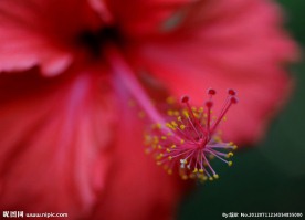 扶桑花