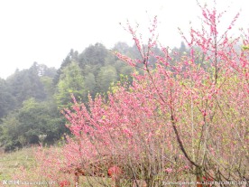 桃树