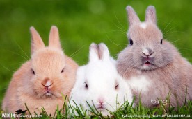 白兔灰兔黄兔