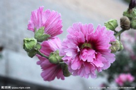 蜀葵 鲜花