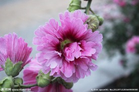 蜀葵 鲜花