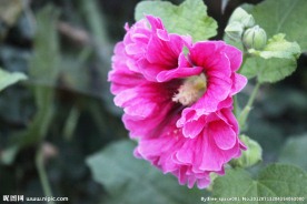 蜀葵 鲜花