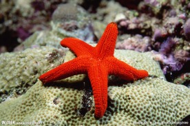 深海海星